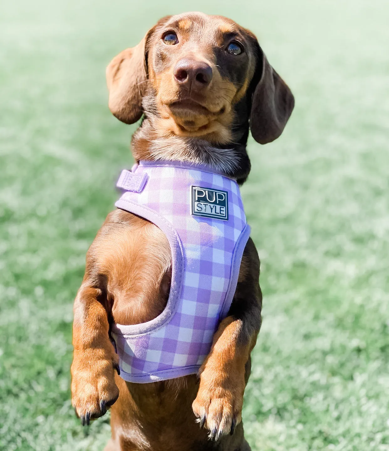 Berry Milkshake Harness