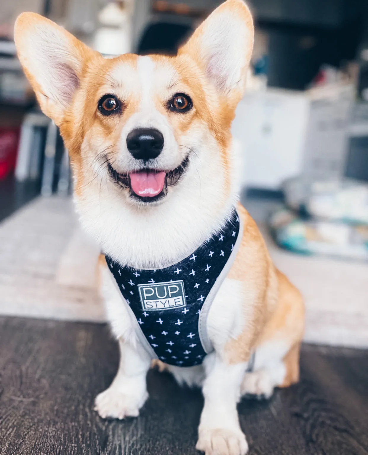 Blessed Harness