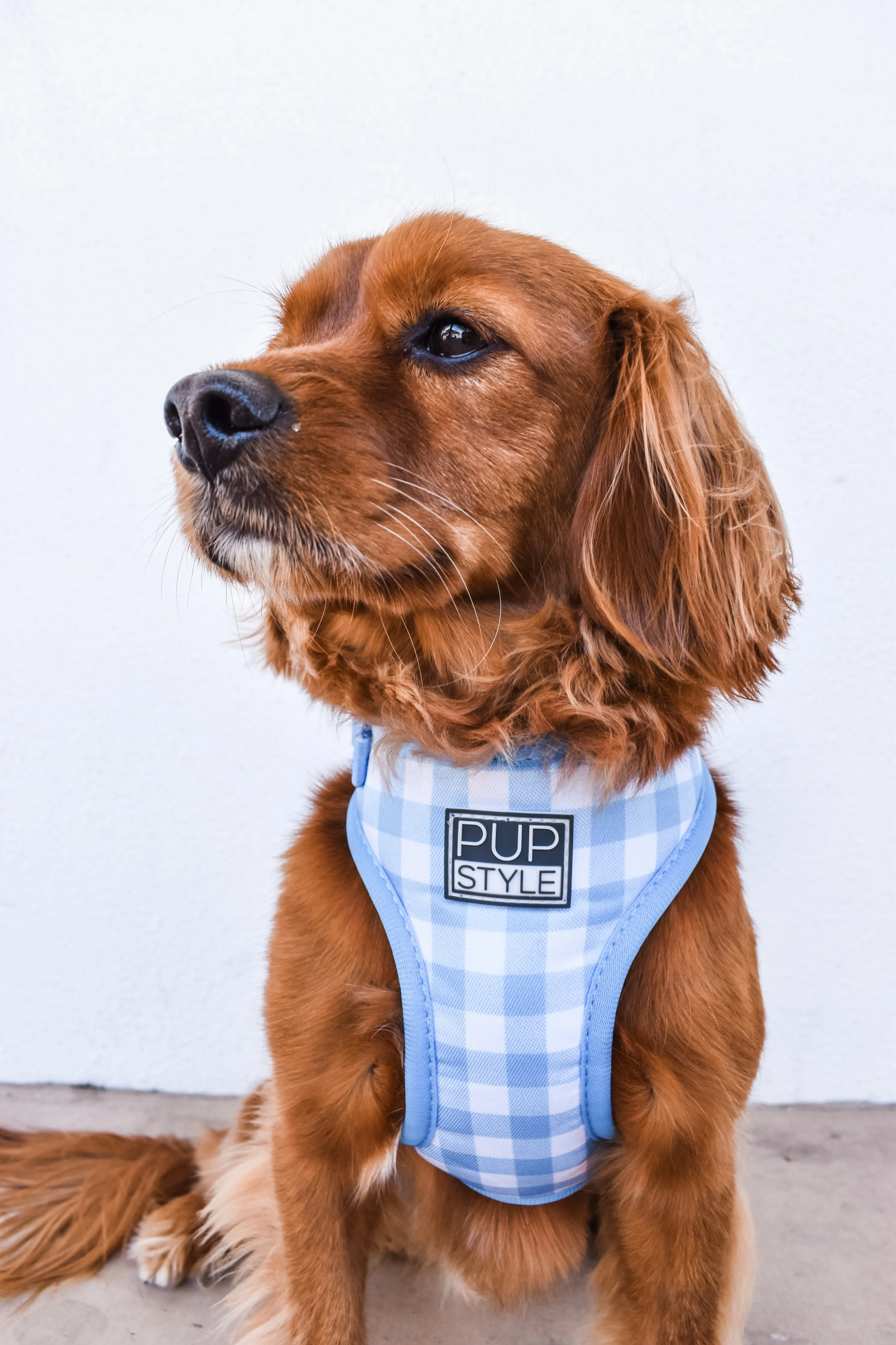 Blueberry Muffin Harness
