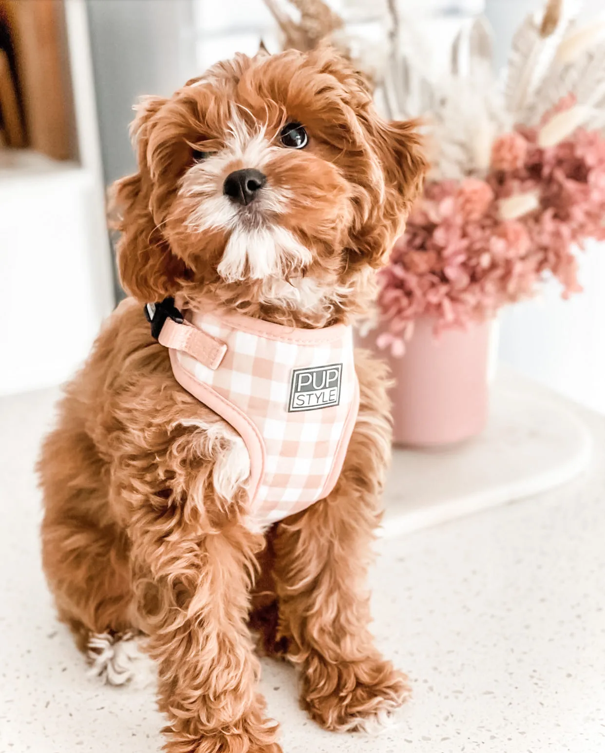 Creme Brulee Harness