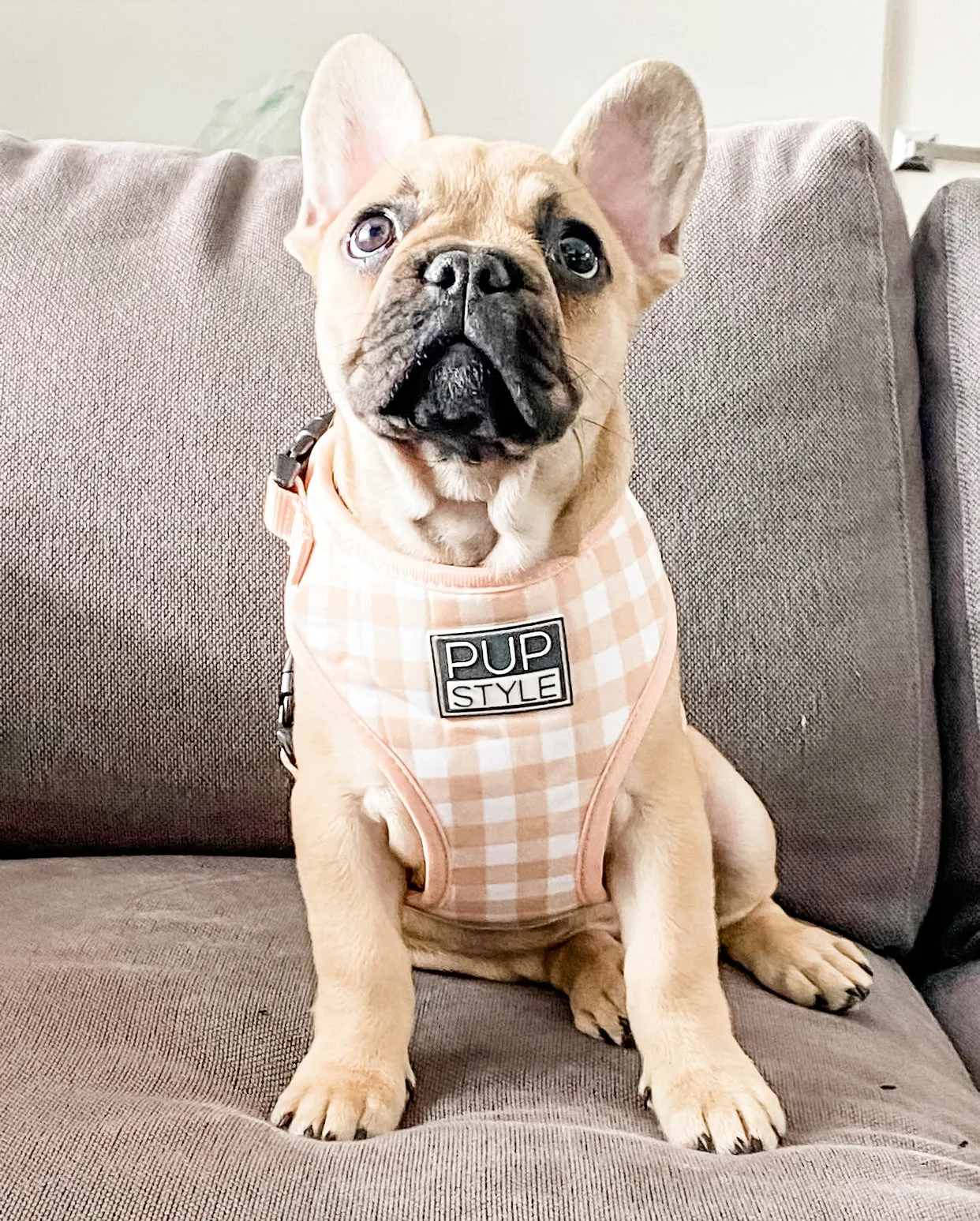 Creme Brulee Harness