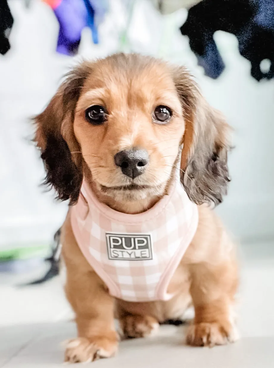 Creme Brulee Harness