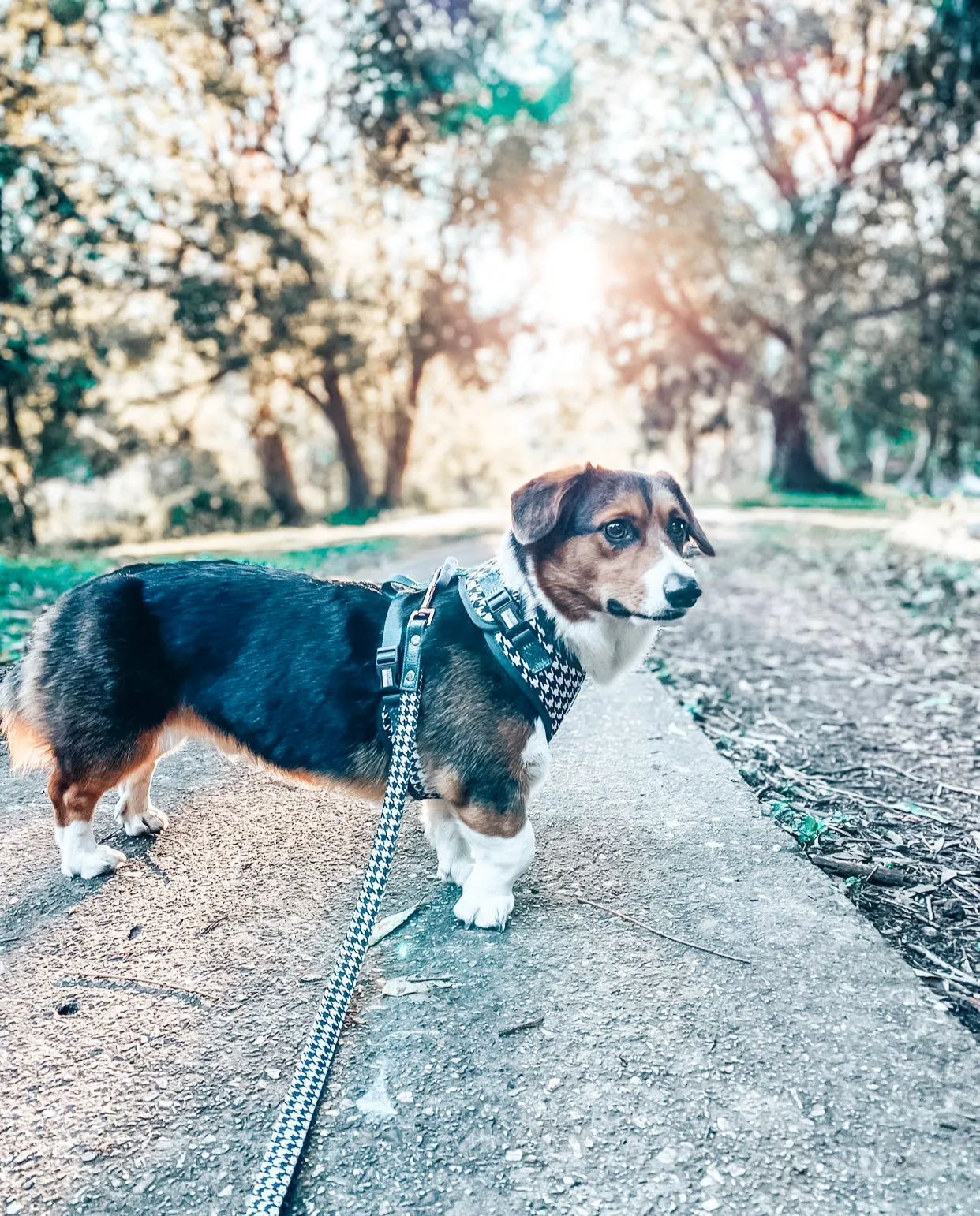 Emerald Envy Harness