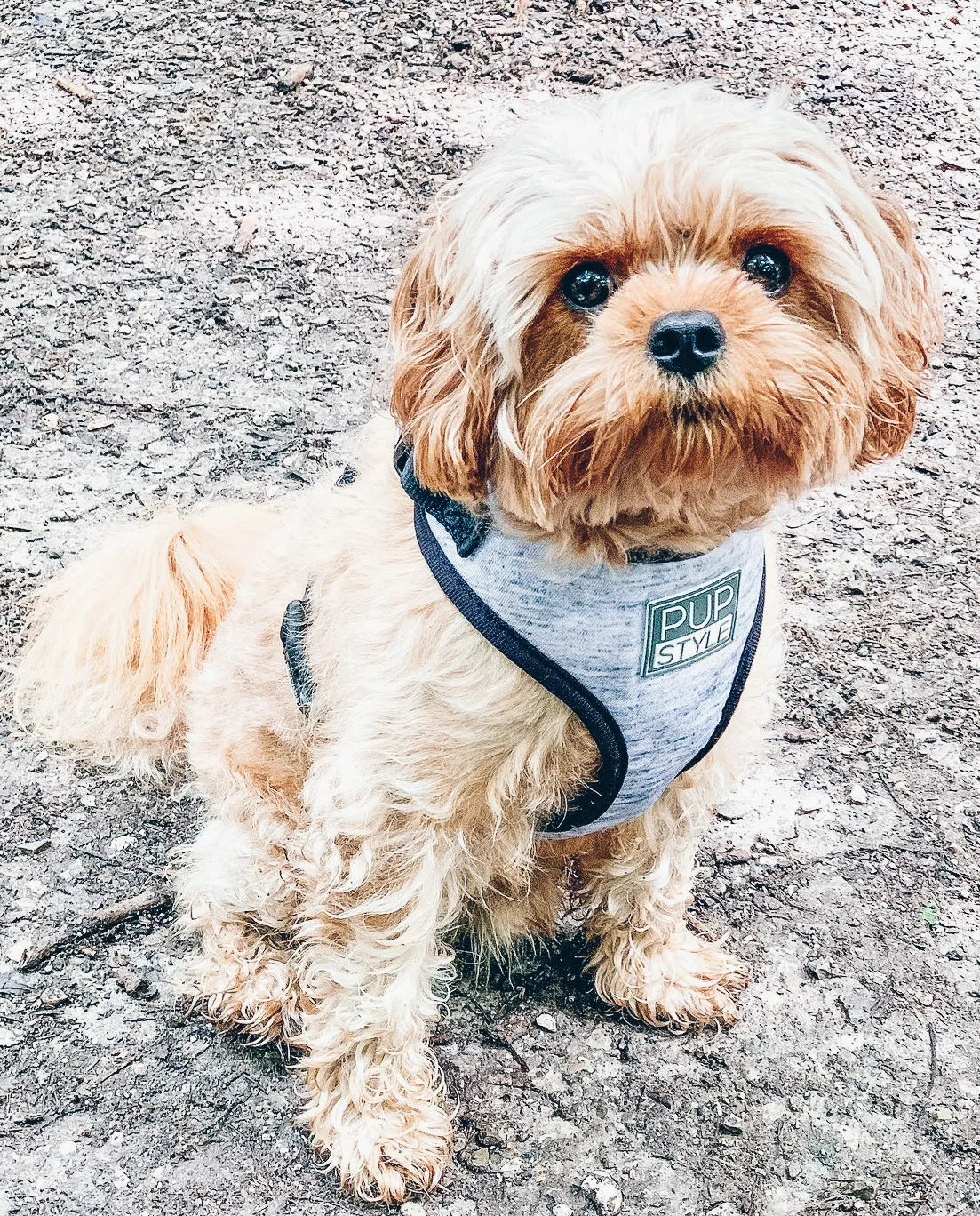 Greys for Days Harness