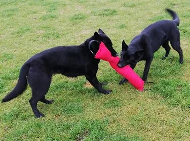 Large Two-Handle Bite Tug