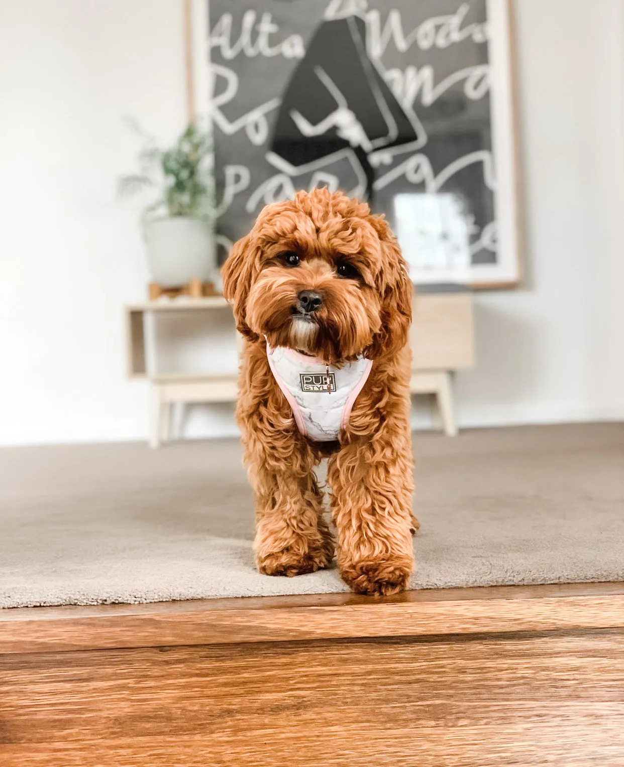 Marble Luxe Harness