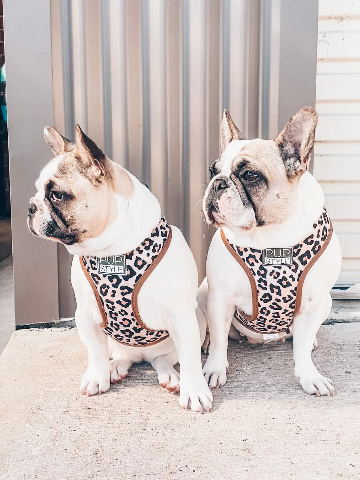 Wild One Harness